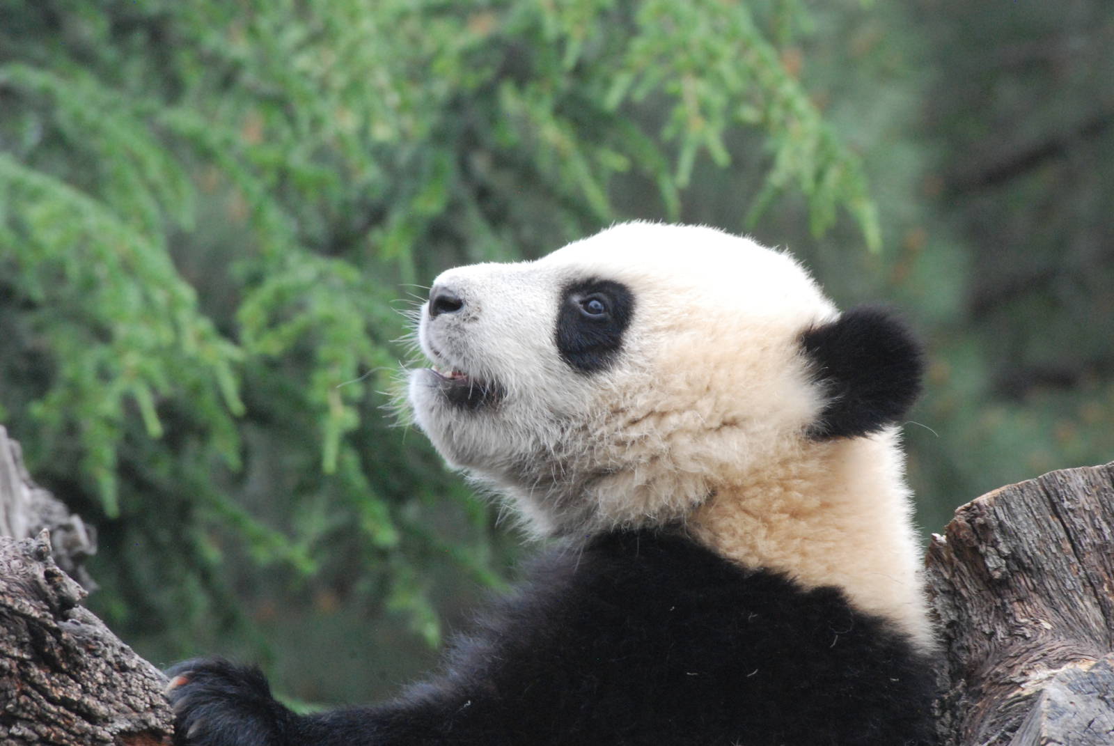 Giant Panda at Madrid Zoo Aquarium, 26/05/11