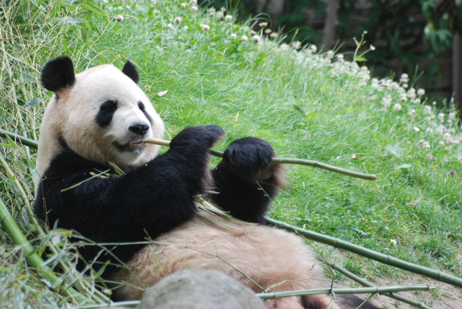 Giant Panda at Madrid Zoo Aquarium, 26/05/11