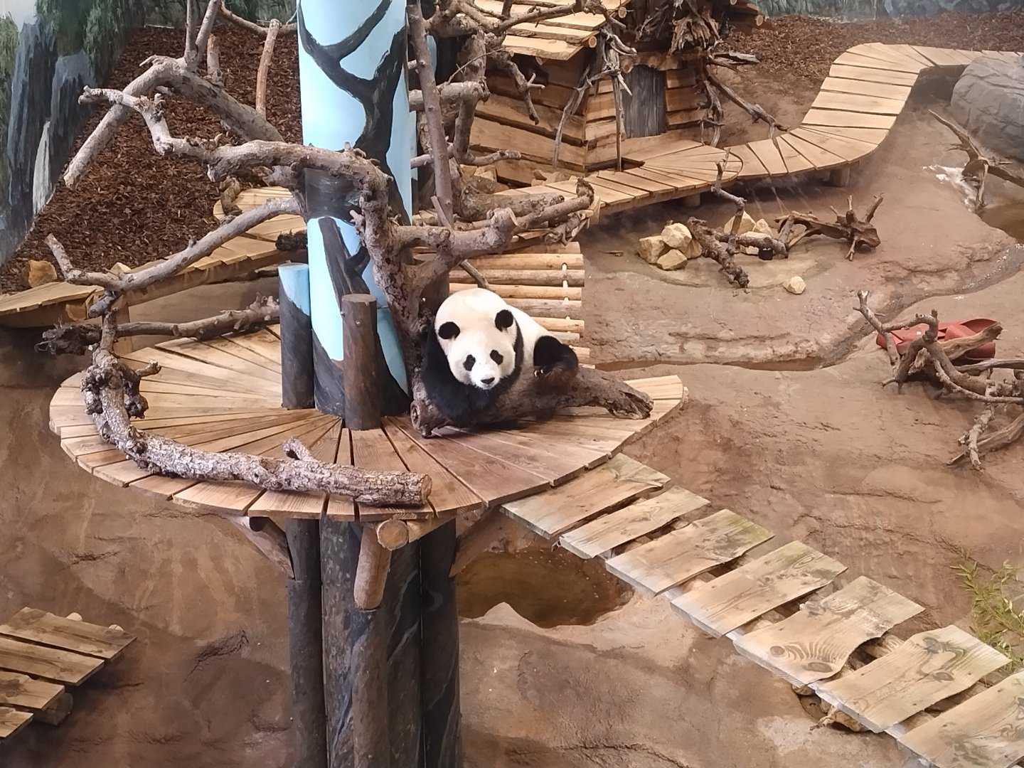 Giant panda at ouwehands