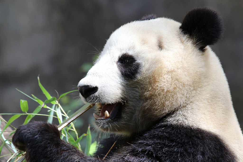 Giant Panda at San Diego Zoo 23rd April 2016