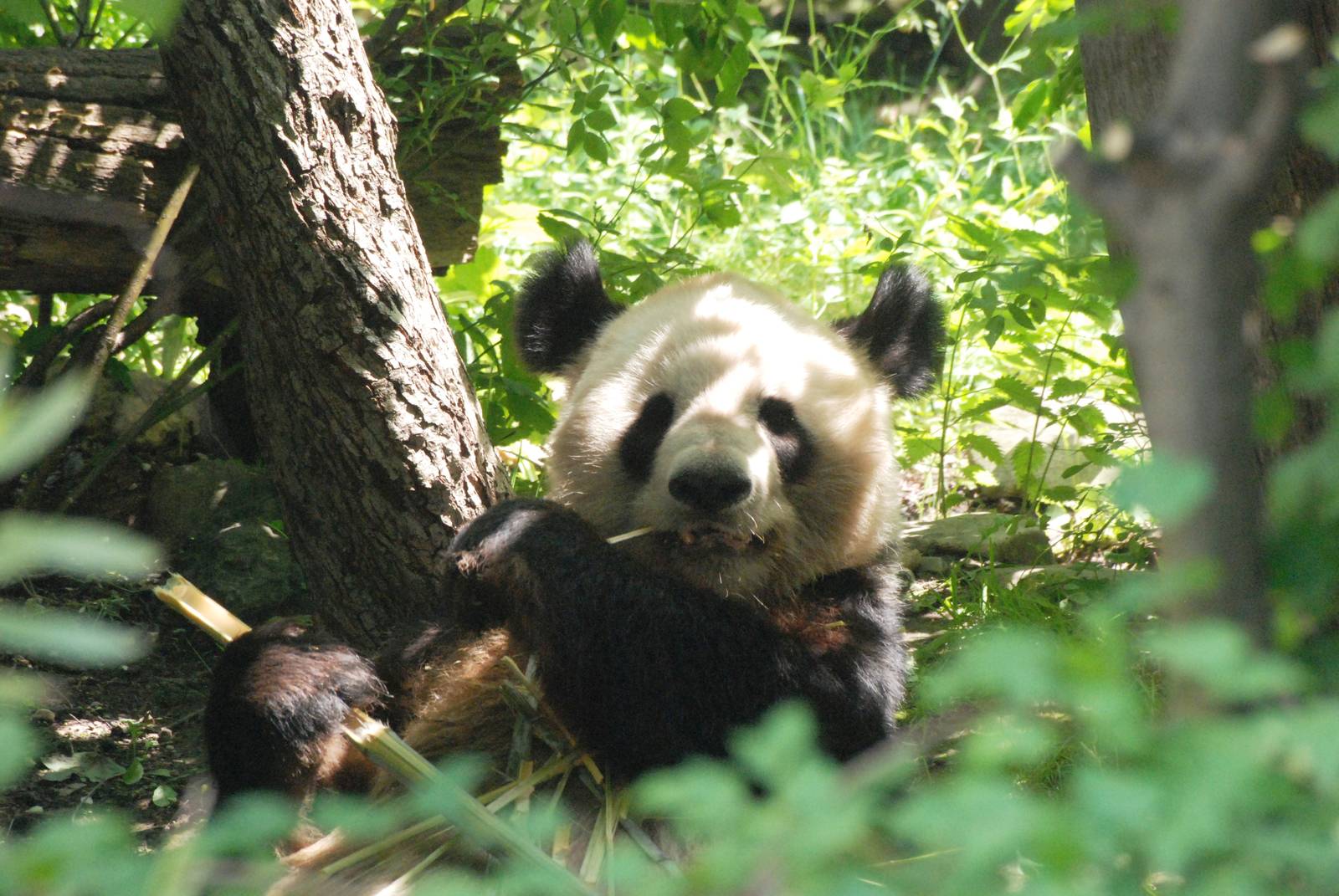 Giant Panda at Vienna, 16/06/13