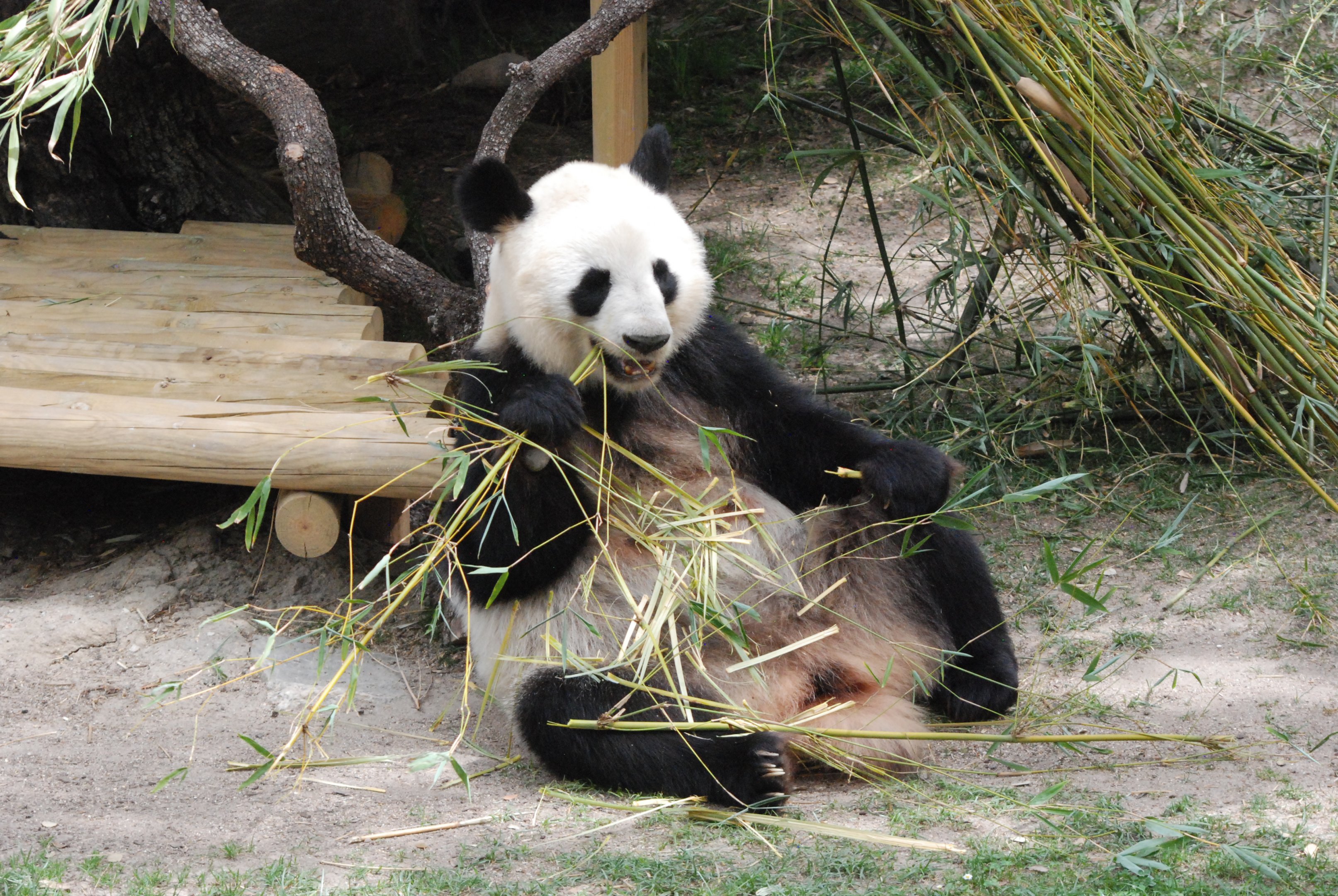 Giant Panda at Zoo Aquarium de Madrid, 20th May 2022