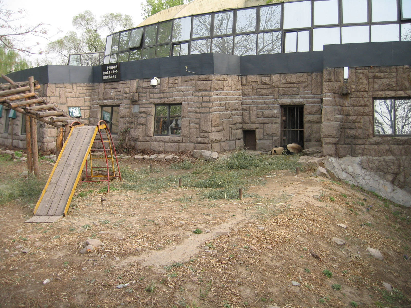 Giant Panda - Beijing Zoo