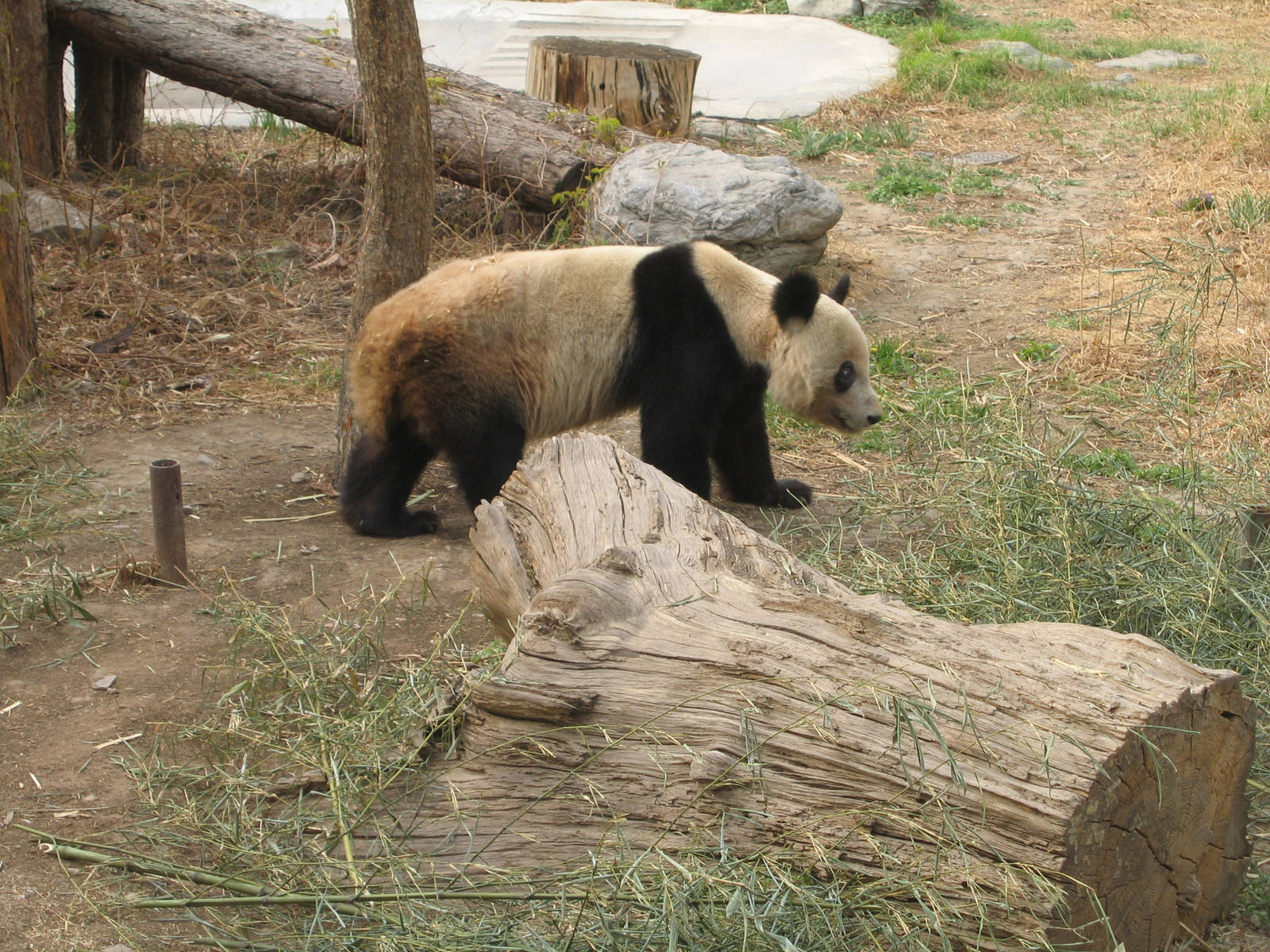Giant Panda - Beijing Zoo