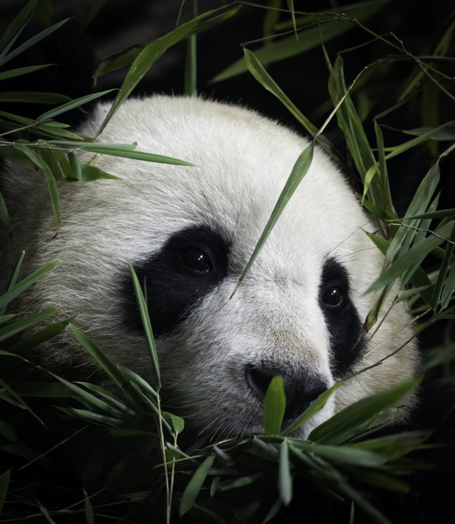 Giant Panda, Berlin Zoo