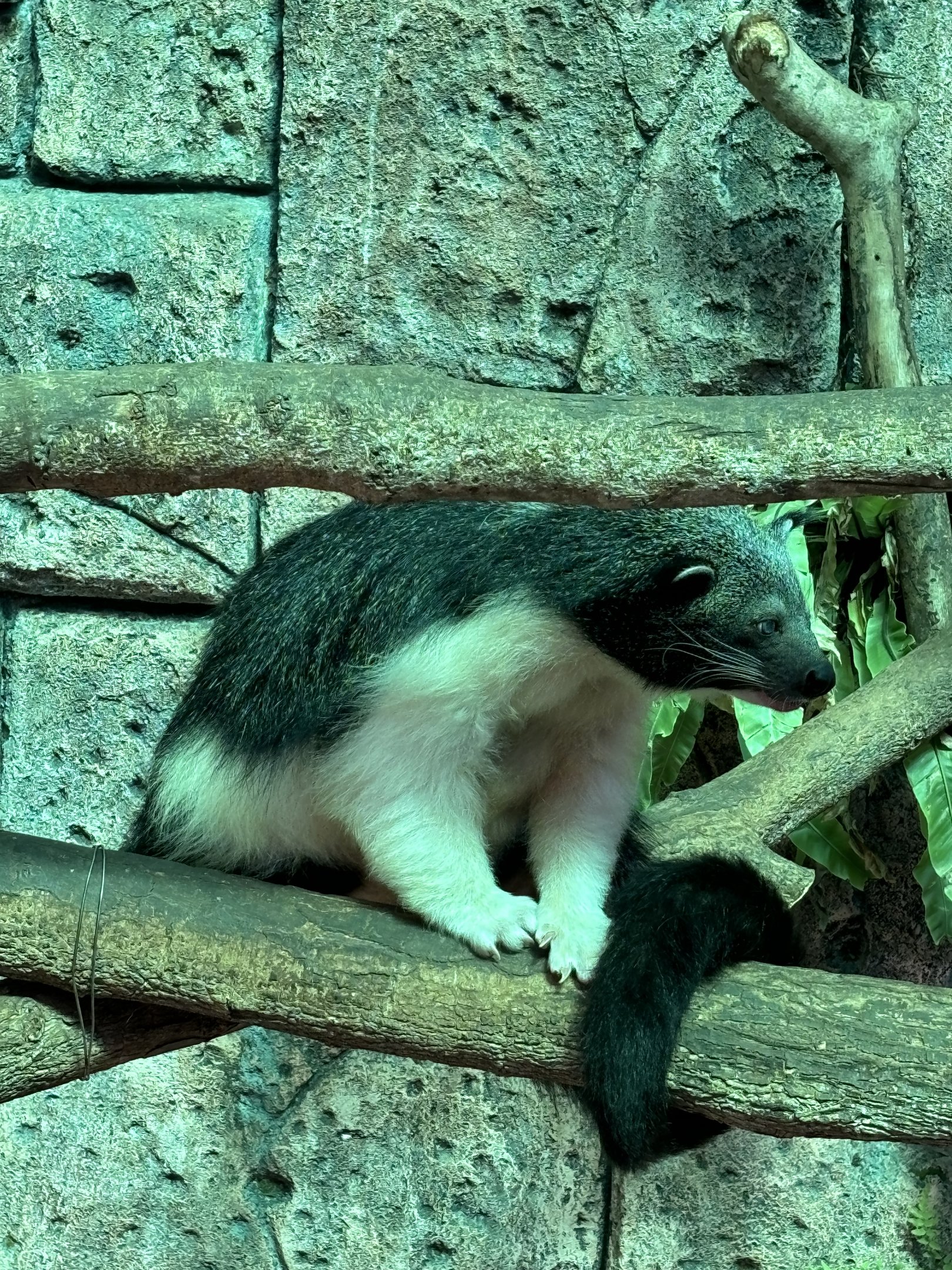“Giant Panda” Binturong