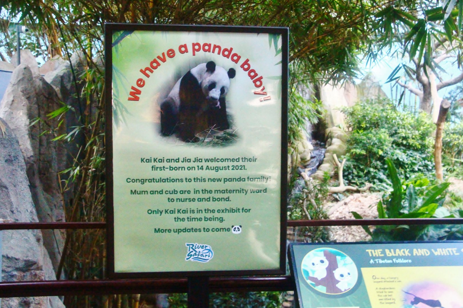 Giant Panda birth sign