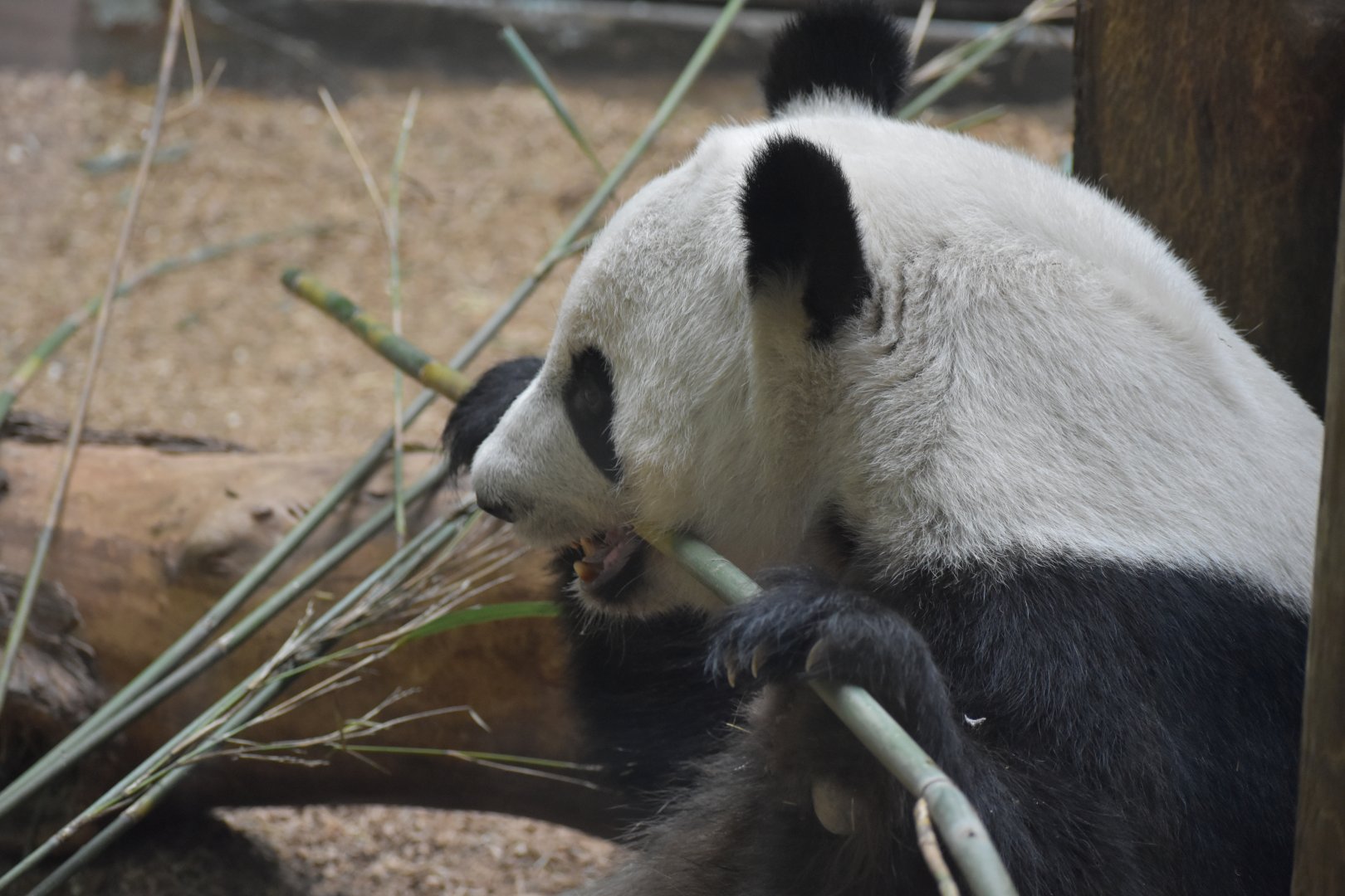 Giant Panda Breaking Some Bamboo