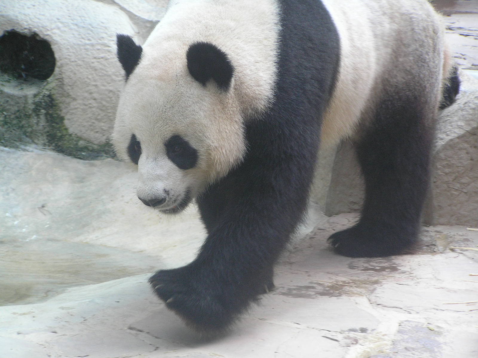 Giant panda - Chaing-mai 06