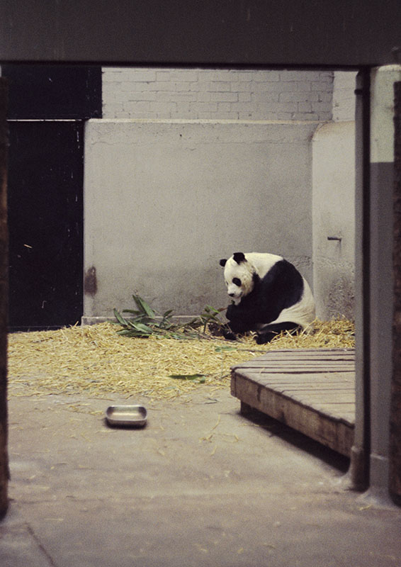 Giant panda Chi Chi 1972
