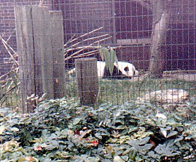 Giant Panda   Chia Chia @ London zoo UK