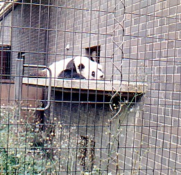 Giant Panda  Chia Chia (male) @ London zoo UK