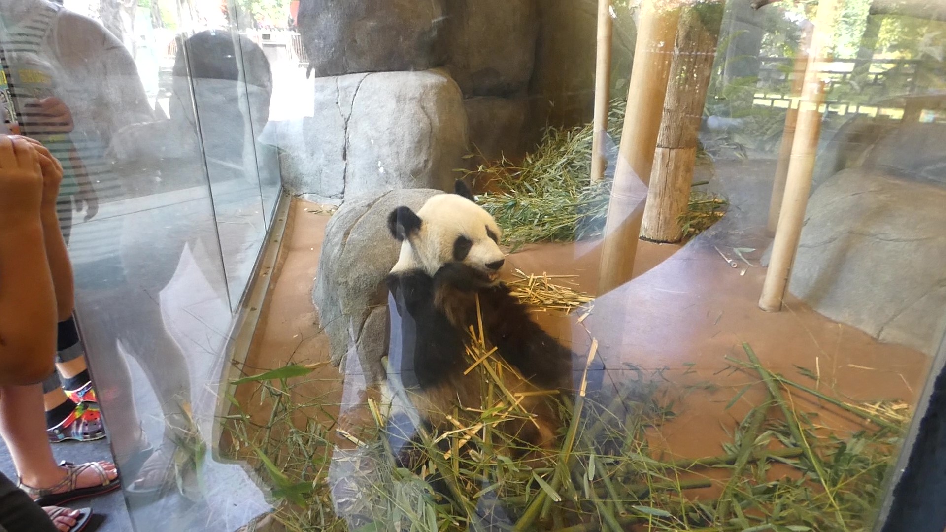 Giant Panda, China, Aug. 2020