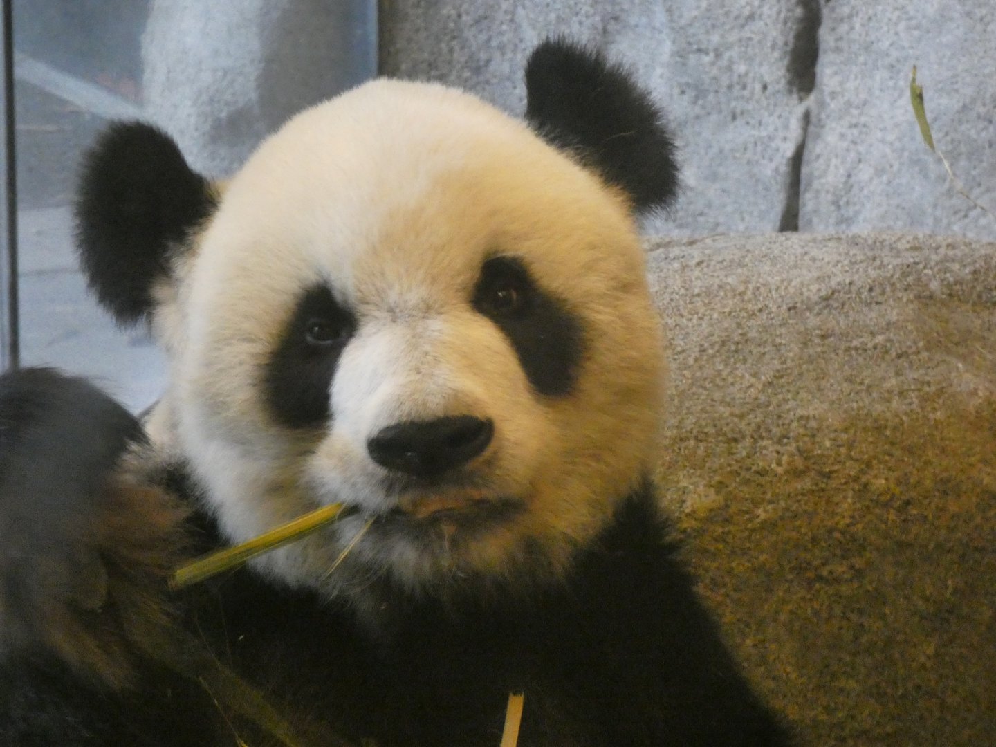 Giant Panda, China, Aug. 2020