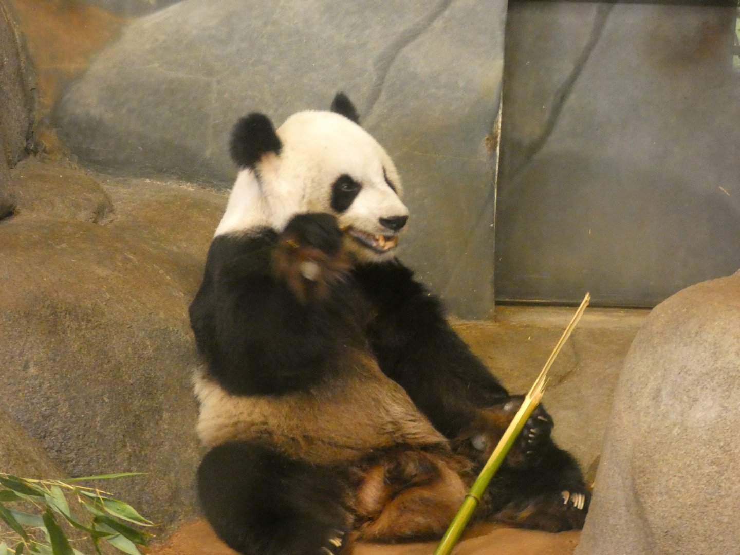 Giant Panda, China, Aug. 2020