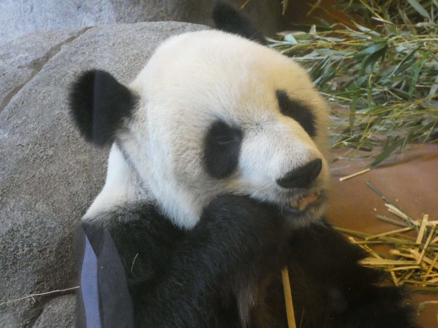 Giant Panda, China, Aug. 2020
