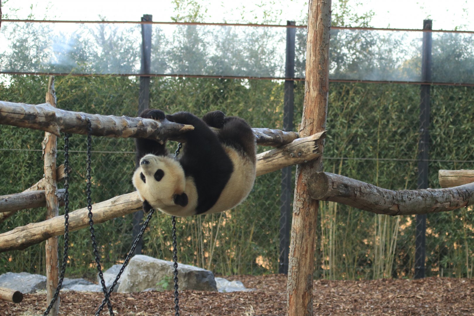 Giant Panda climbing (April 2019)