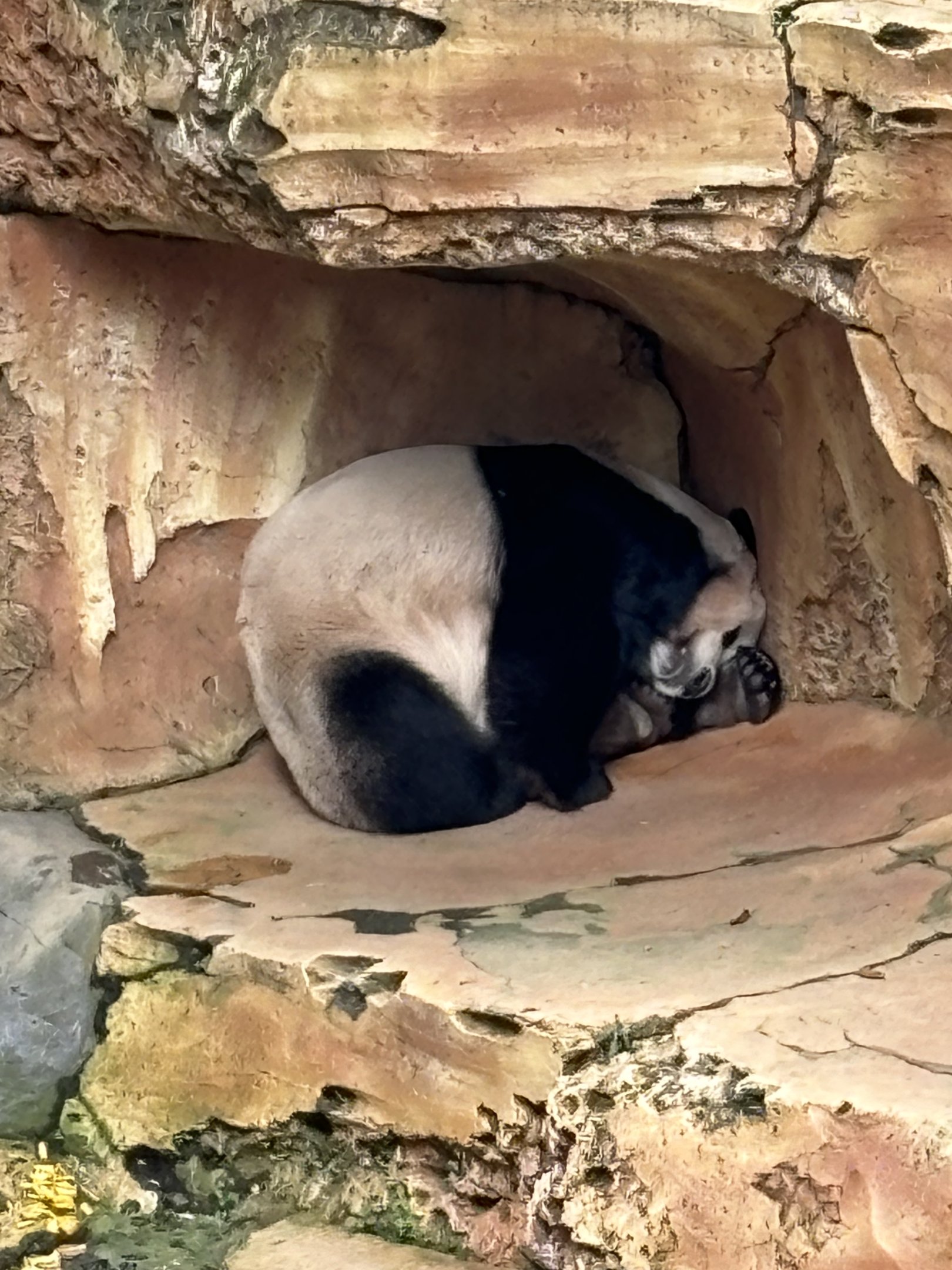 Giant Panda Complex
