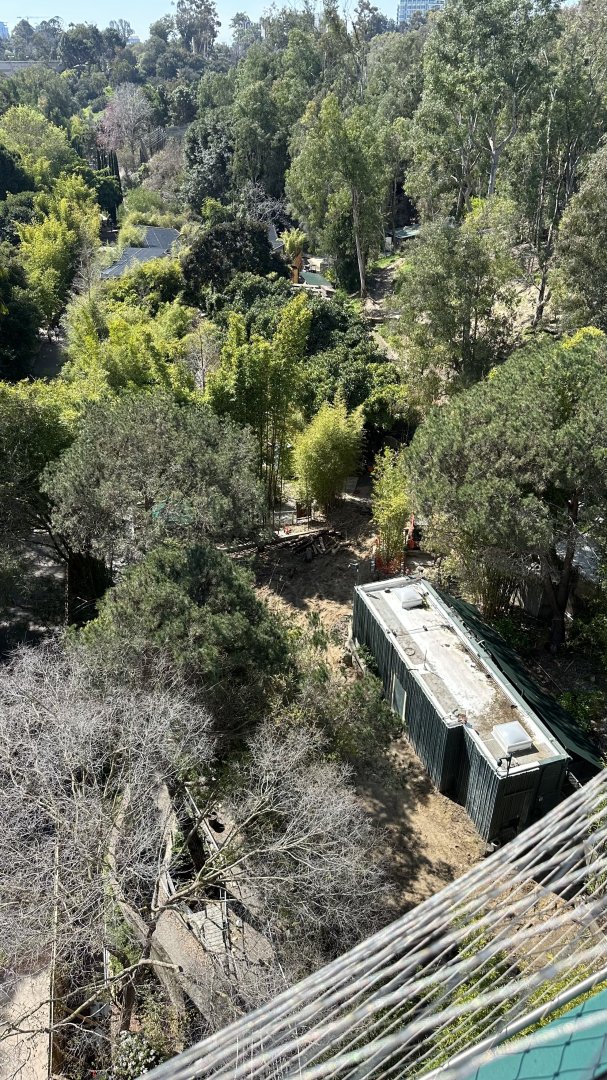 Giant Panda Construction From Canopy Bridge