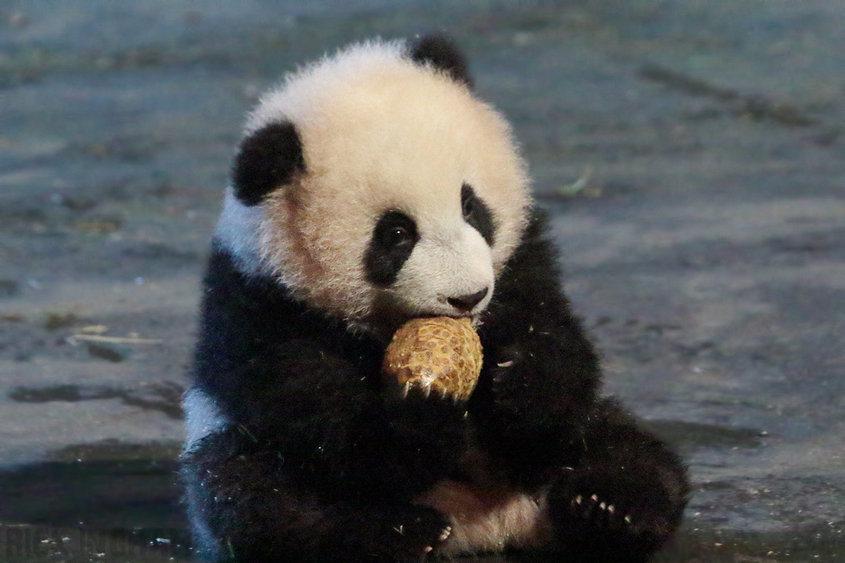 Giant Panda Cub - 4th January 2020