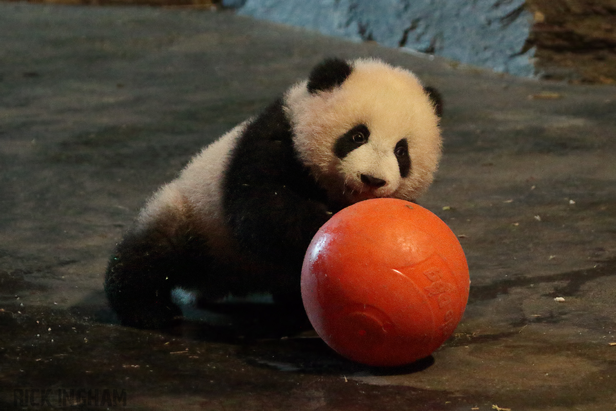 Giant Panda Cub - 4th January 2020