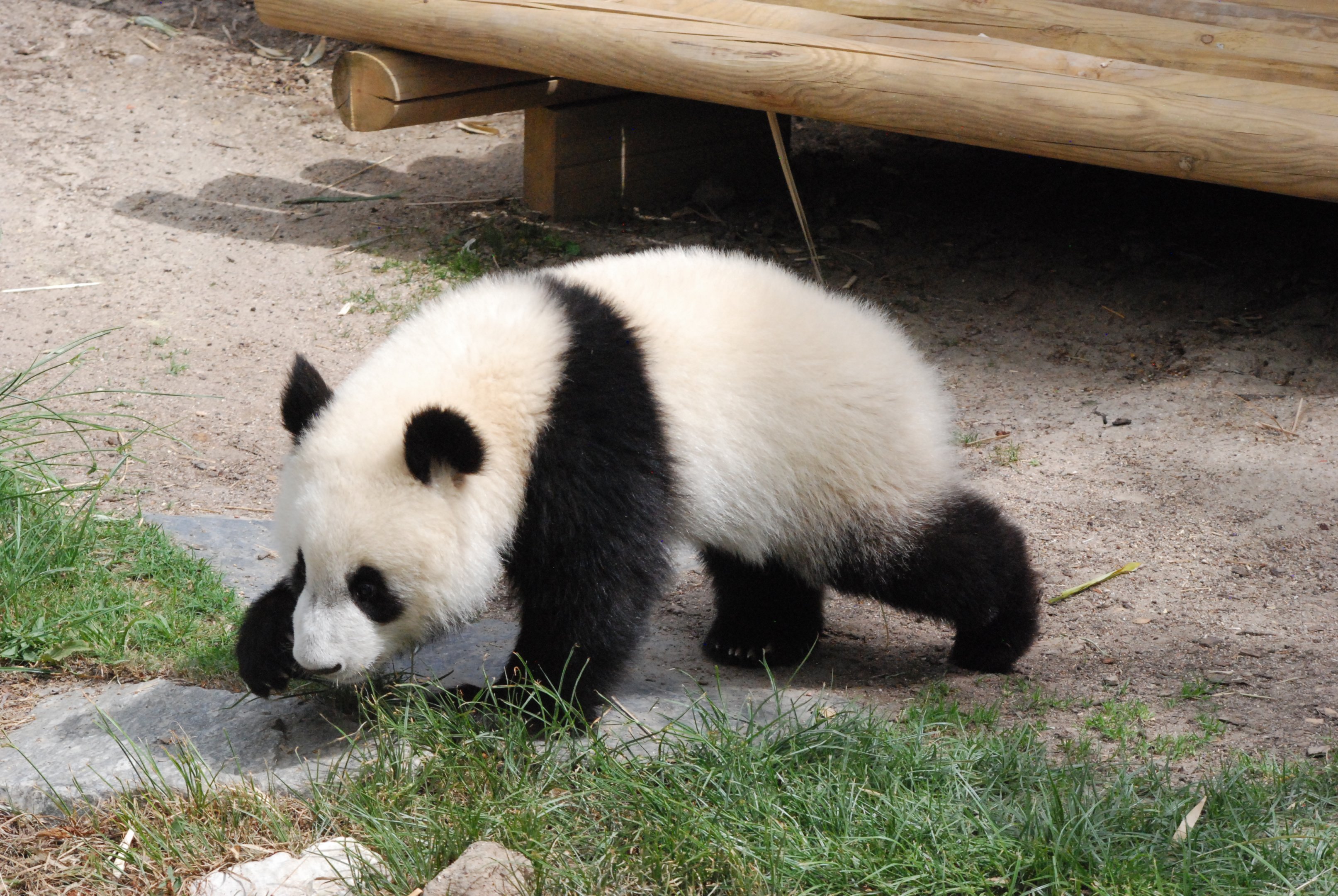 Giant Panda Cub at Zoo Aquarium de Madrid, 20th May 2022