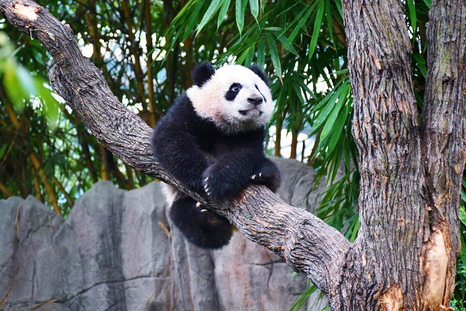 Giant Panda cub "Le Le"