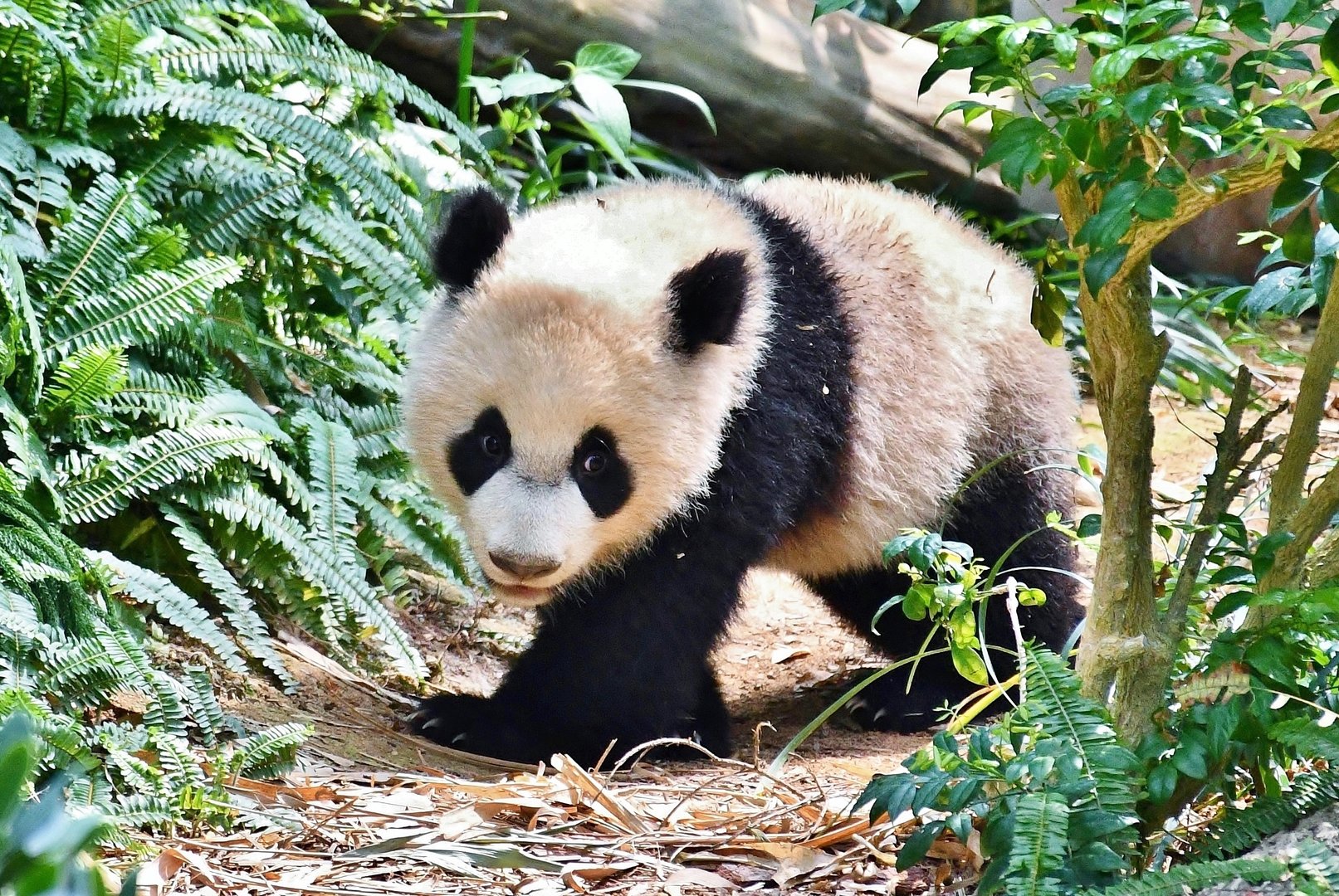 Giant Panda cub "Le Le"