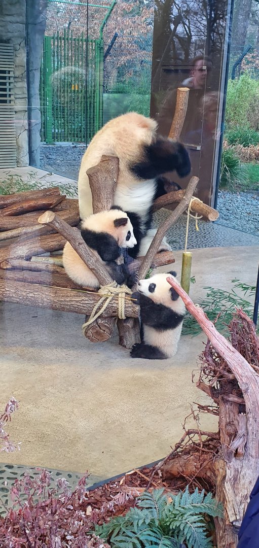 Giant panda cubs