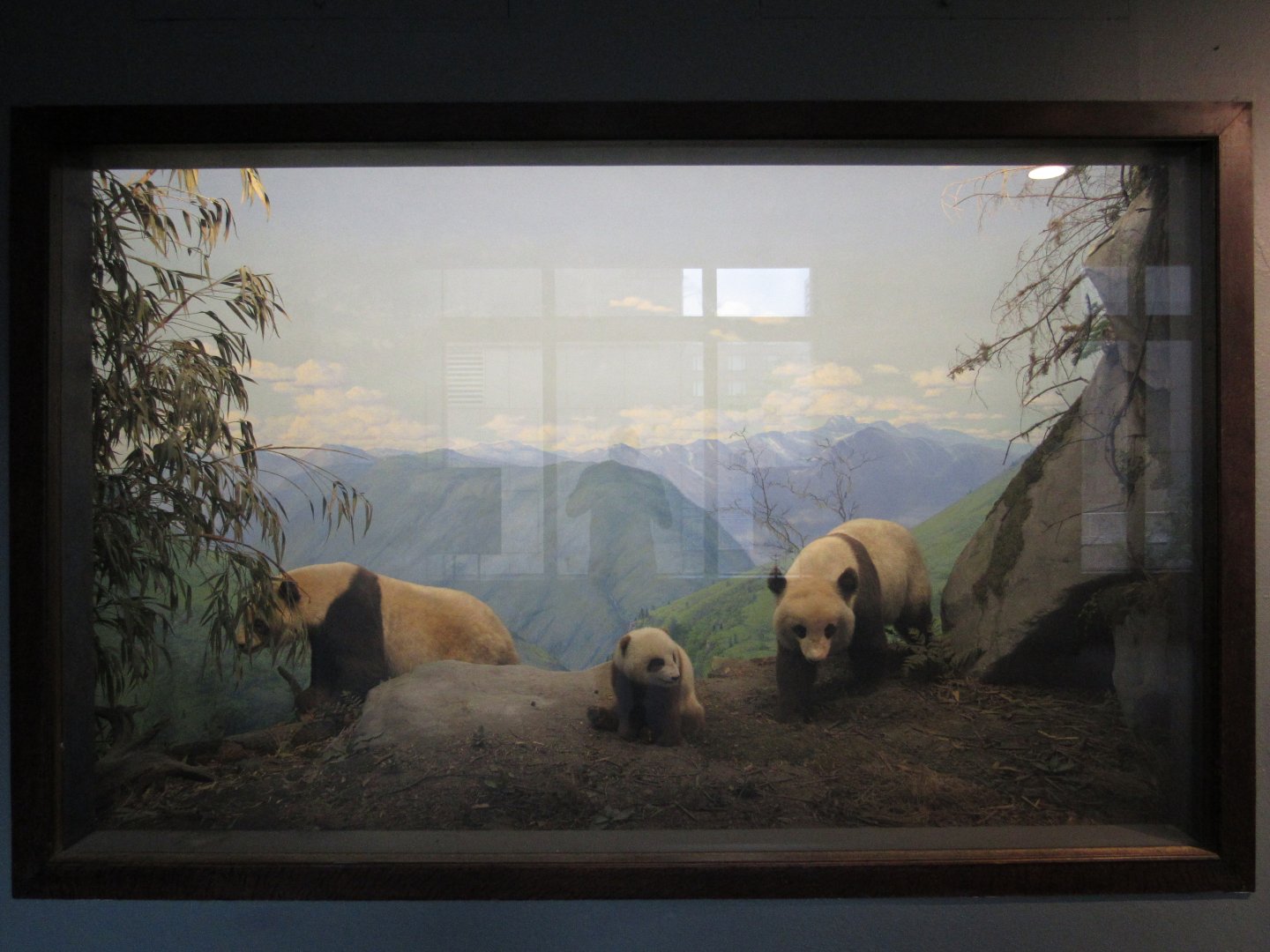 Giant Panda Diorama
