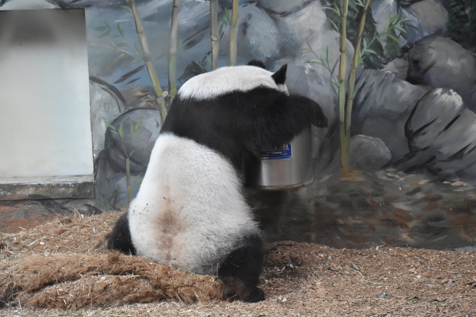 Giant Panda Drinking