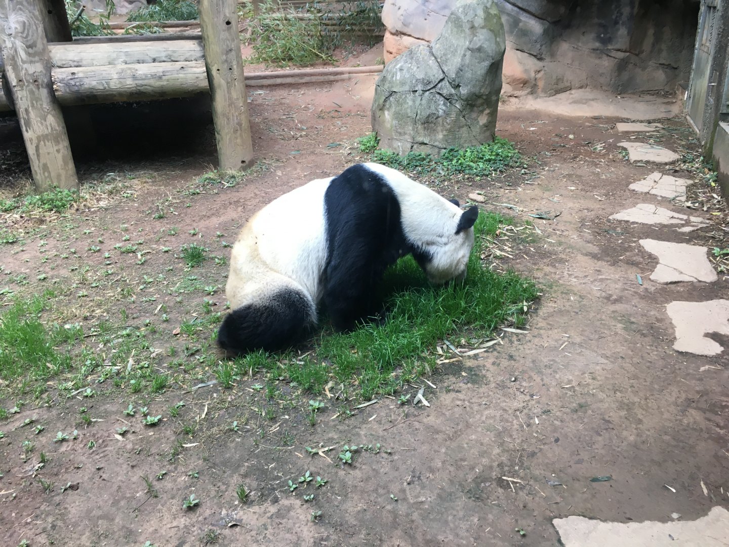 Giant panda eating grass