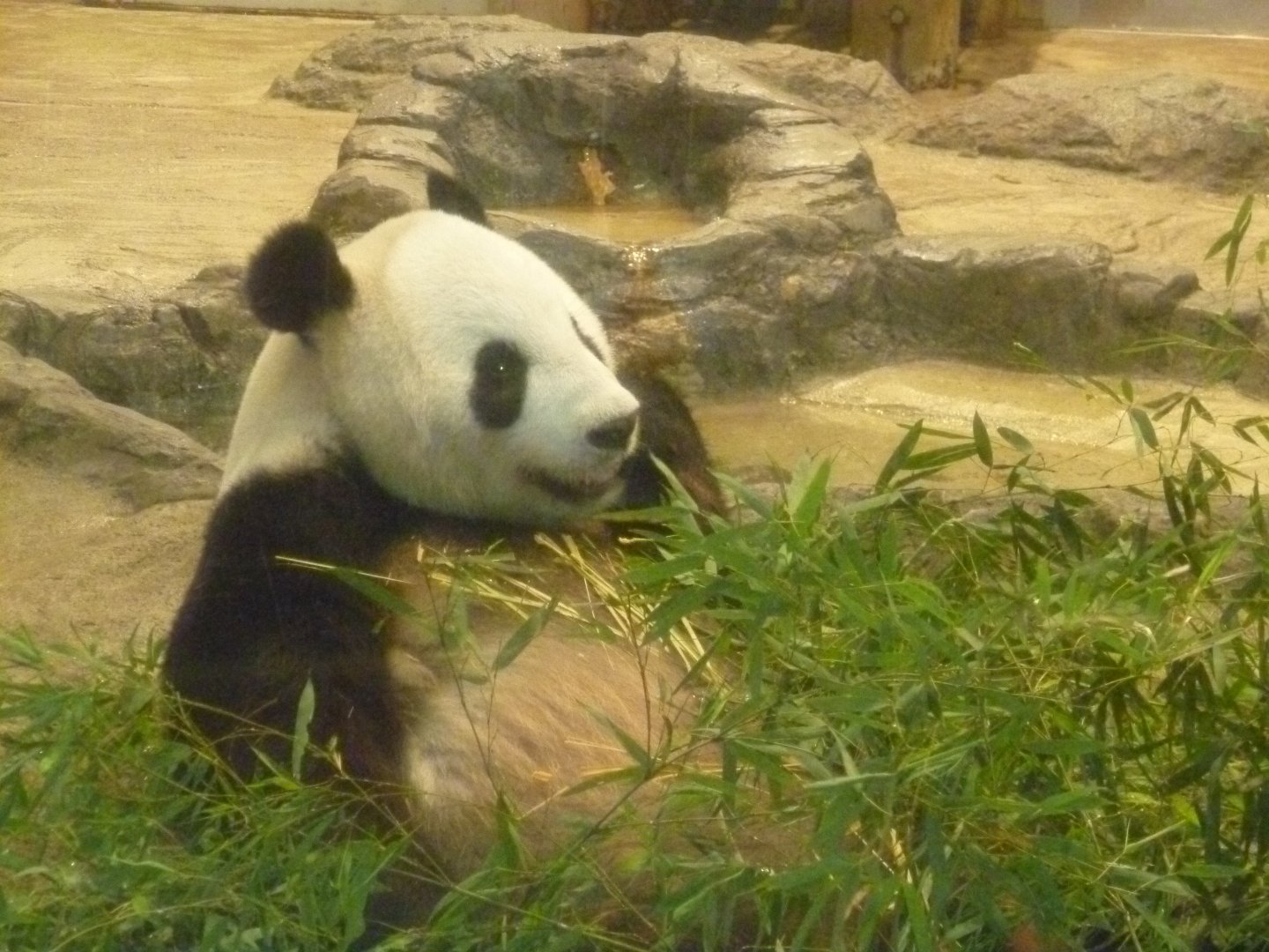 Giant panda eating July 2016