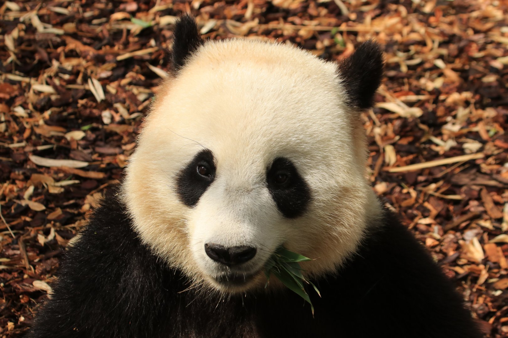 Giant Panda Eating (July 2019)