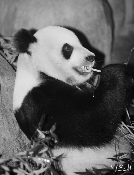 giant panda eating