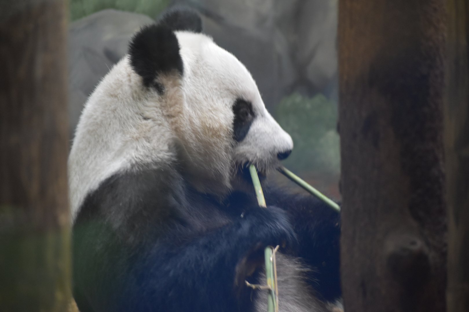 Giant Panda Eating