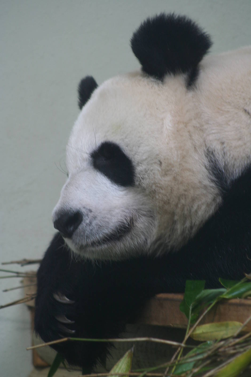 Giant Panda @ Edinburgh, 20.10.2012