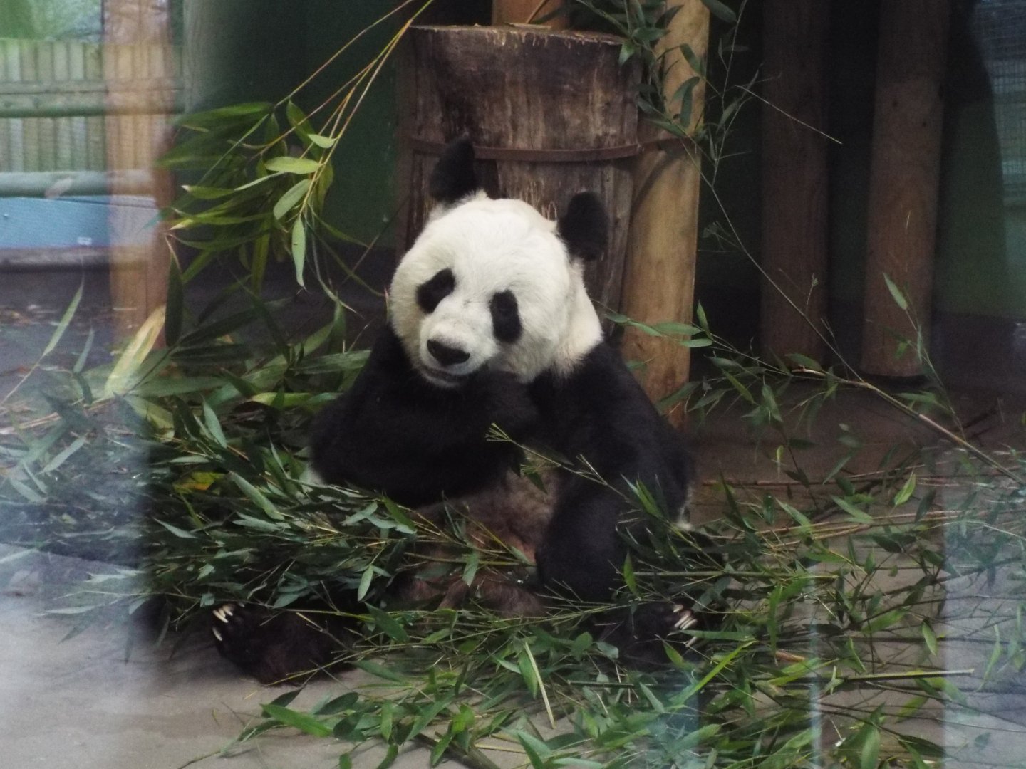 Giant Panda, Edinburgh Zoo