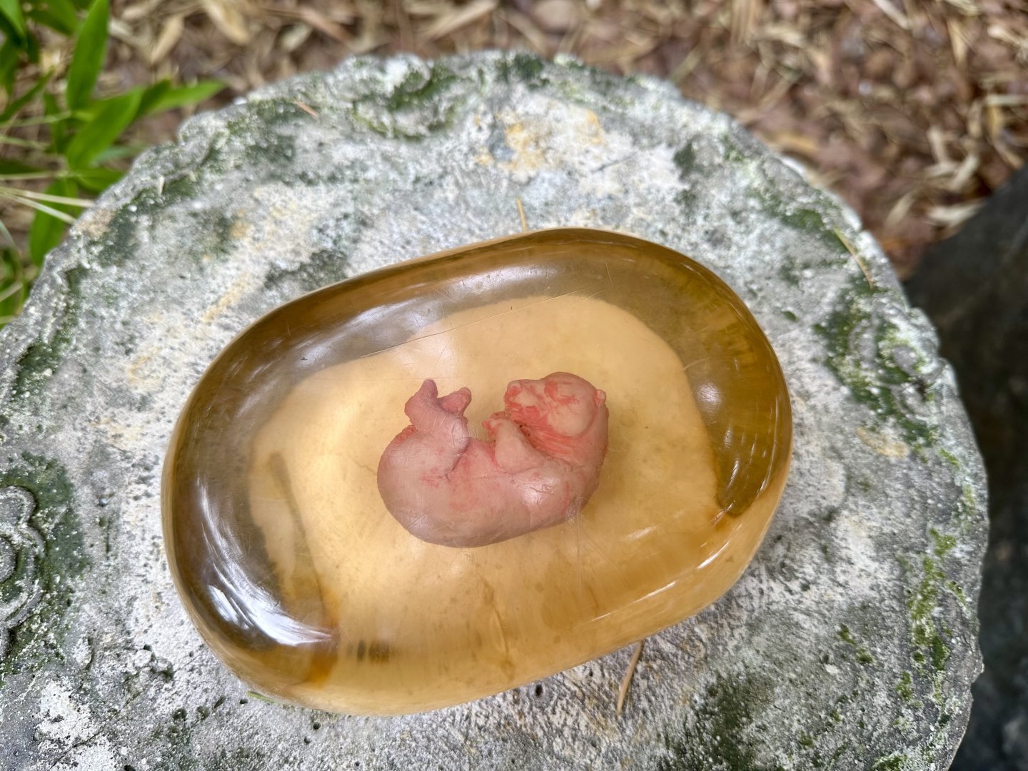 Giant Panda Embryo
