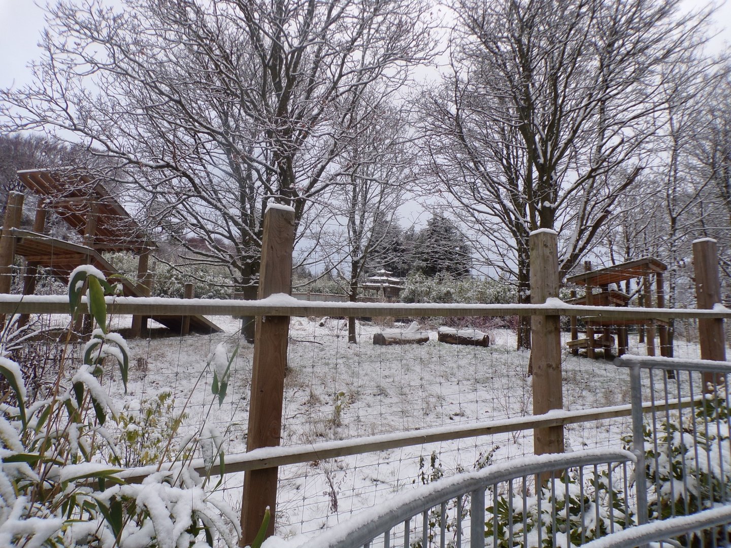 Giant panda enclosure in the snow (2)