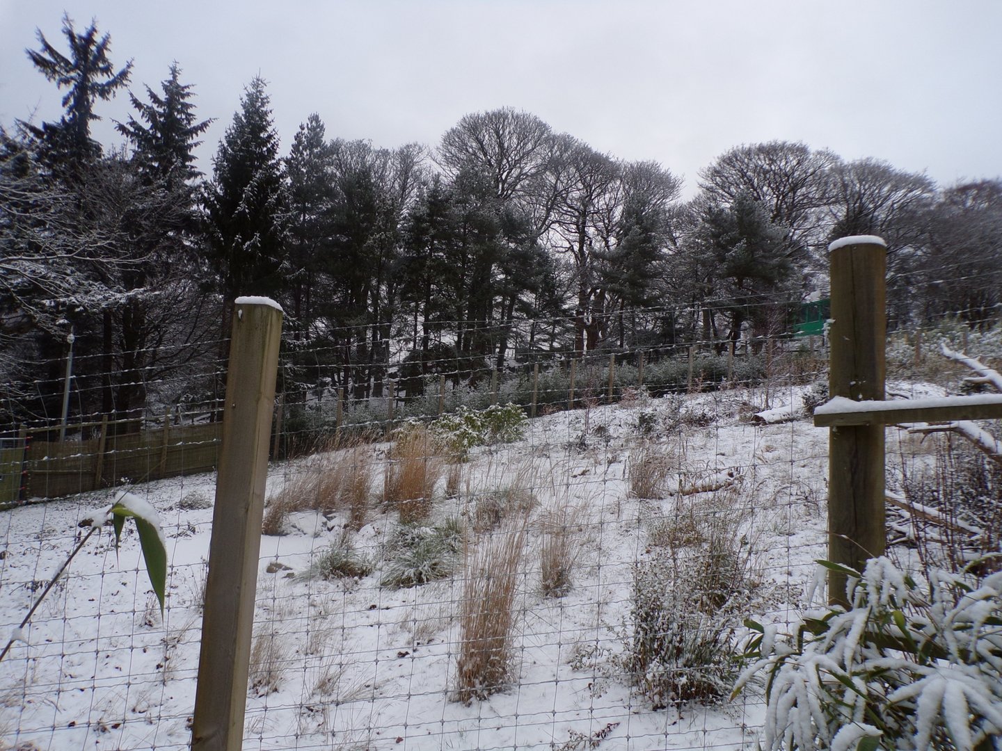 Giant panda enclosure in the snow
