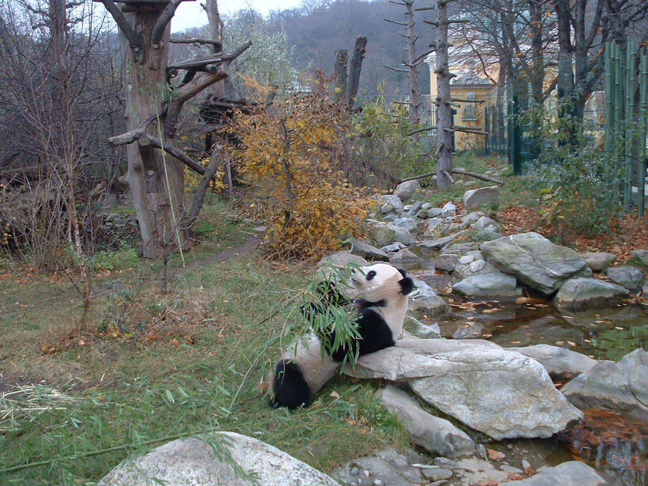 Giant Panda Enclosure - Vienna 2006