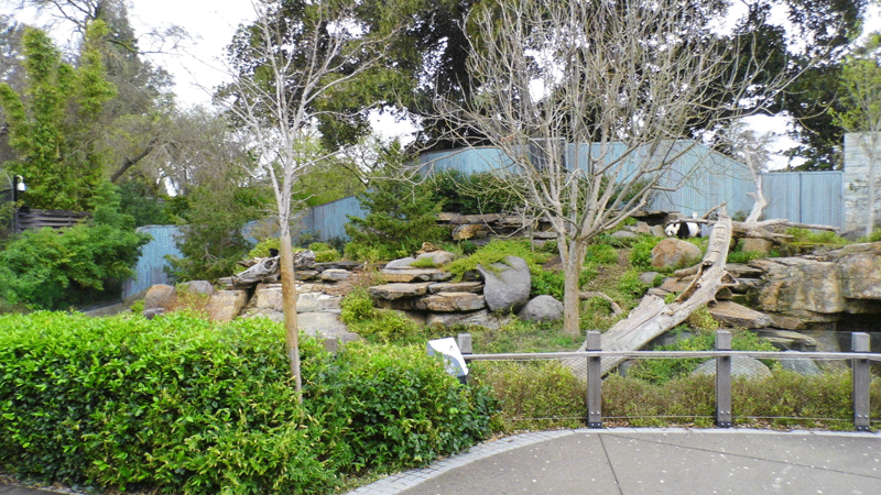 Giant Panda Enclosure