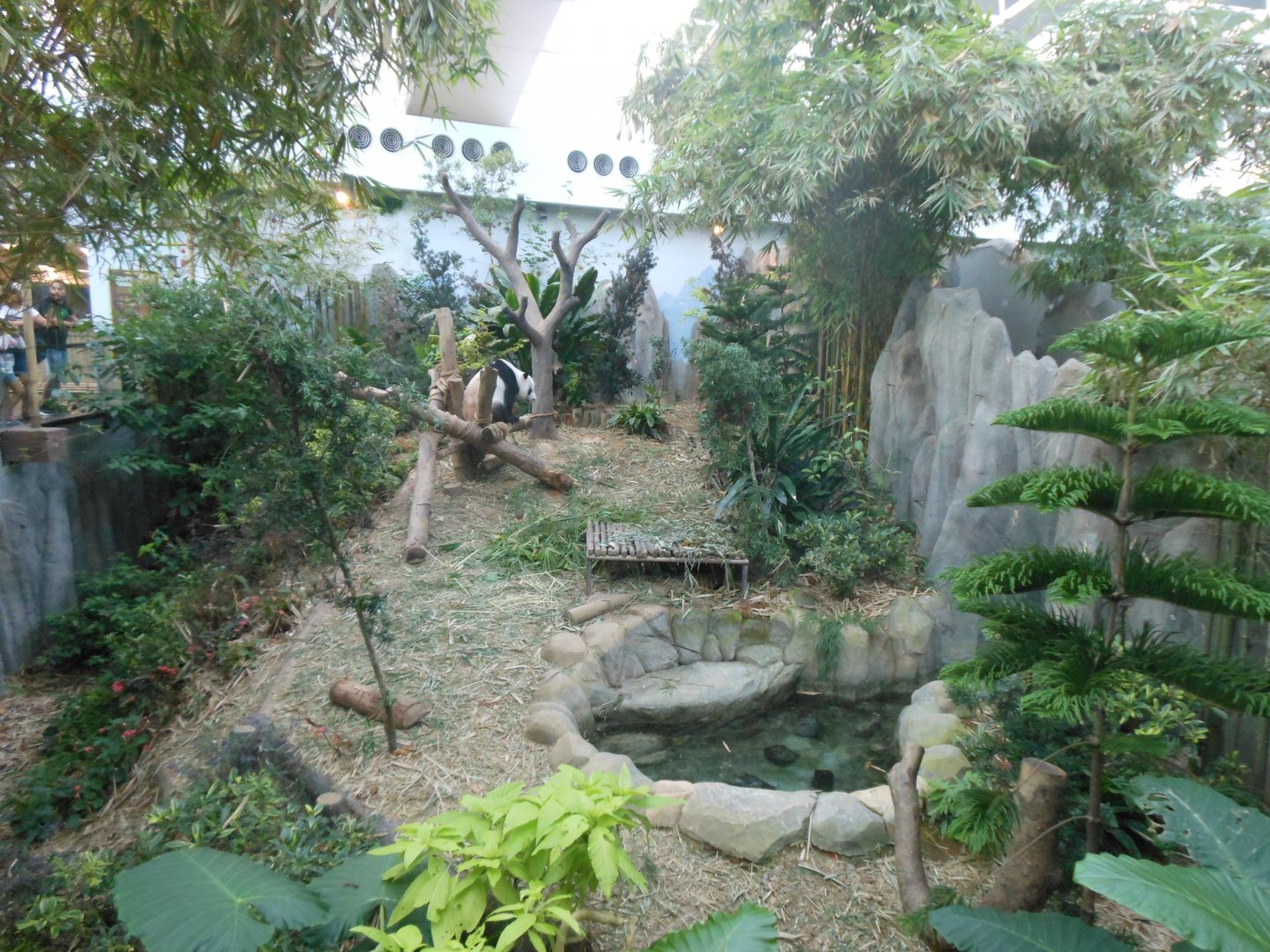 Giant Panda enclosure