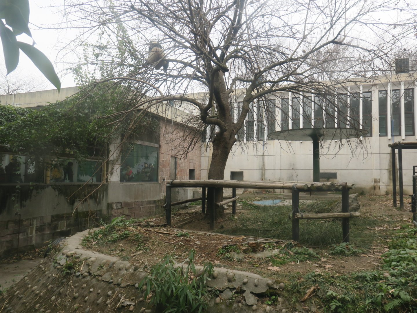 giant panda enclosure