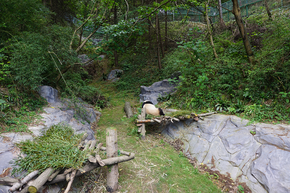 Giant panda enclosure
