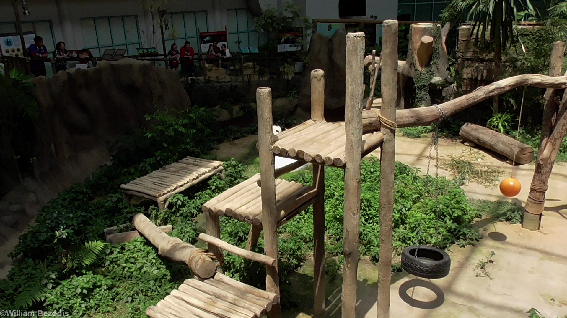 Giant Panda Enclosure