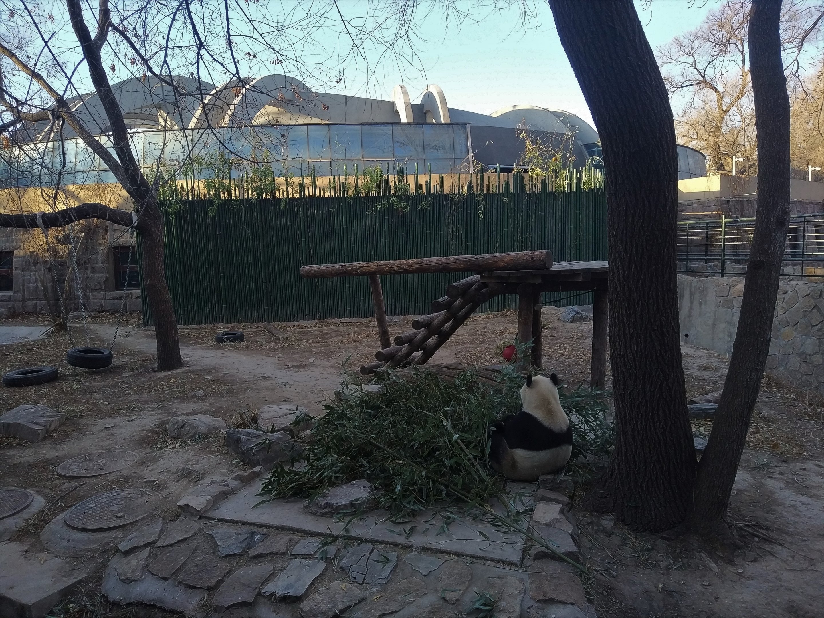 Giant Panda Enclosure
