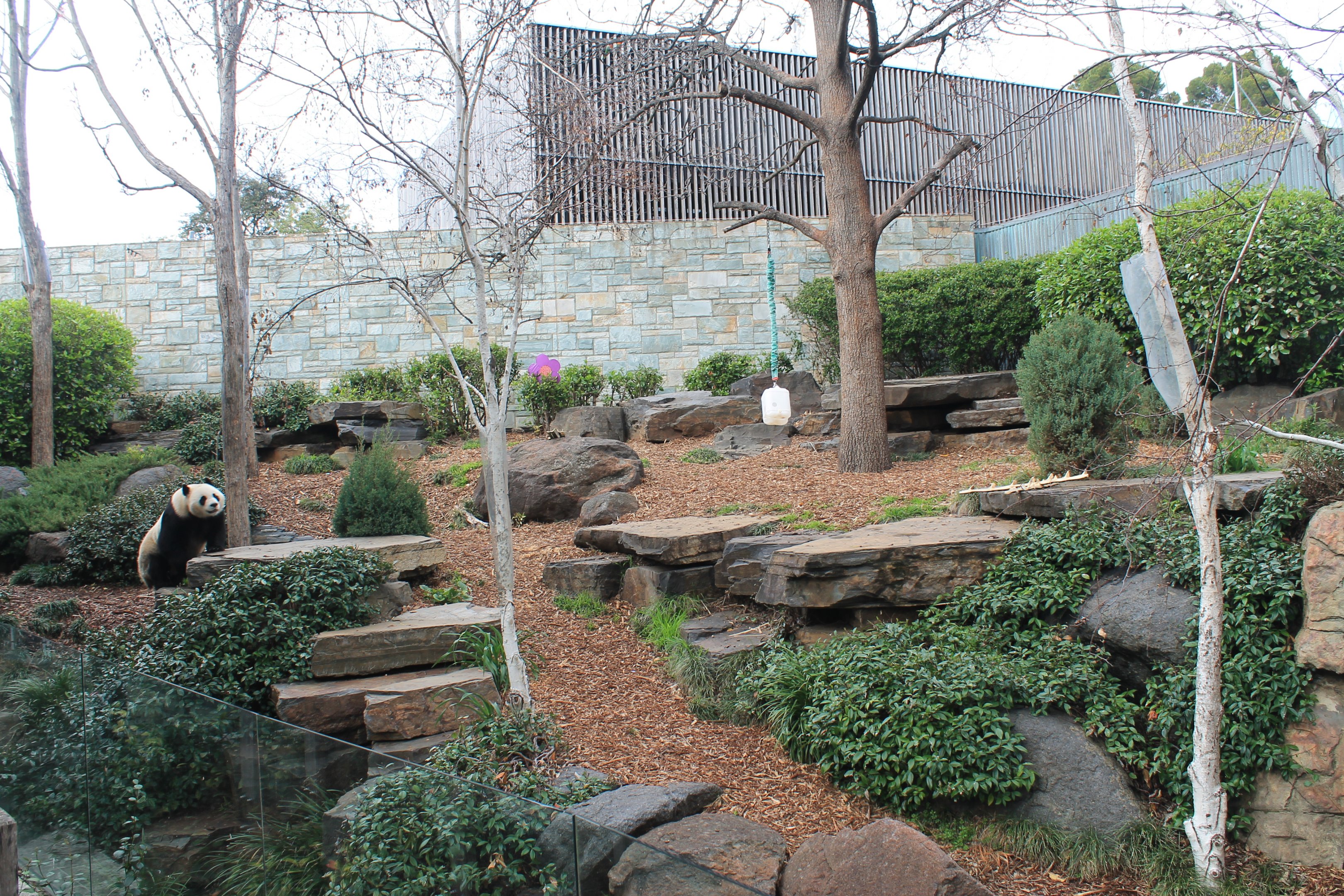 Giant Panda enclosure