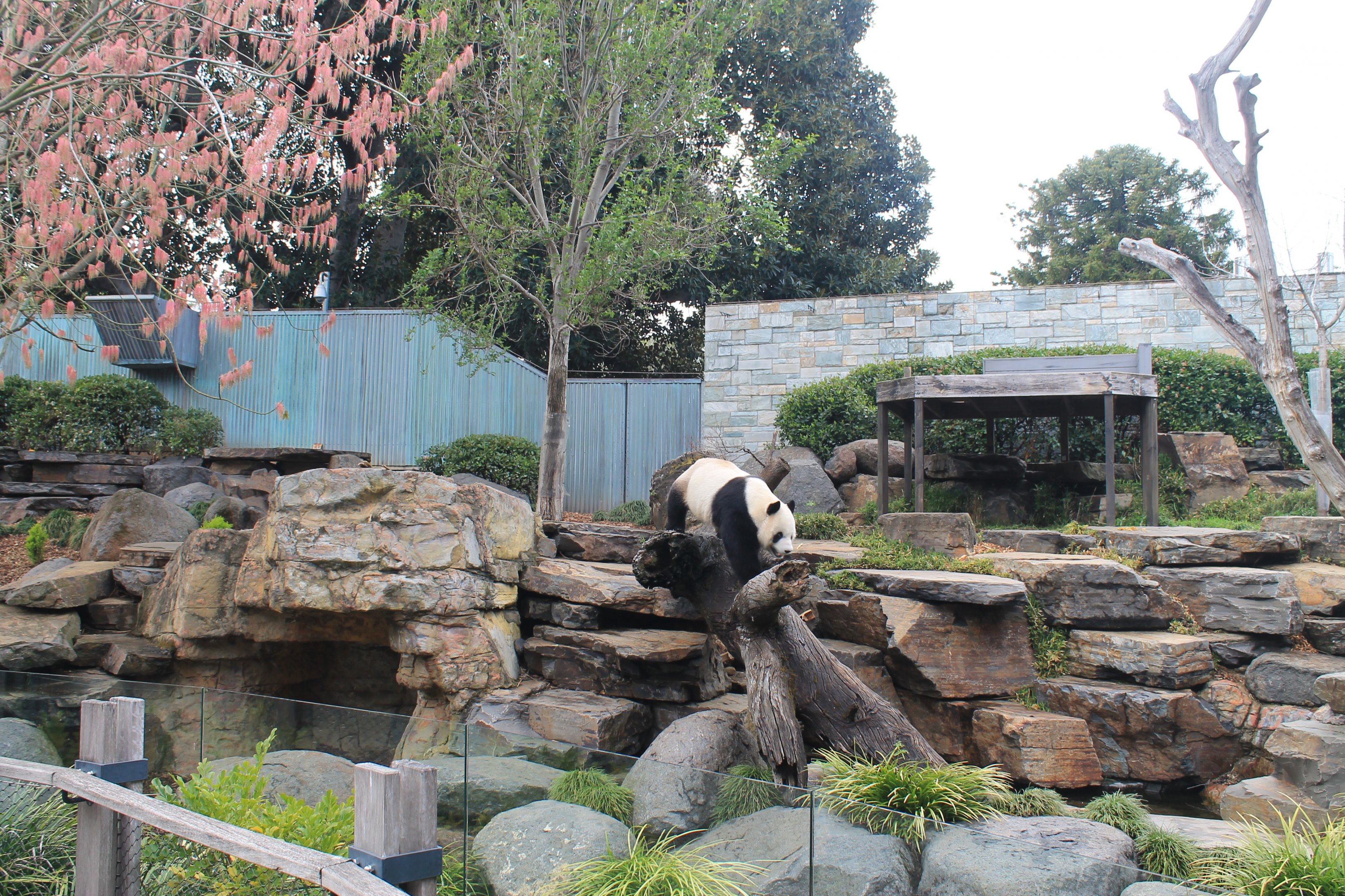 Giant Panda enclosure